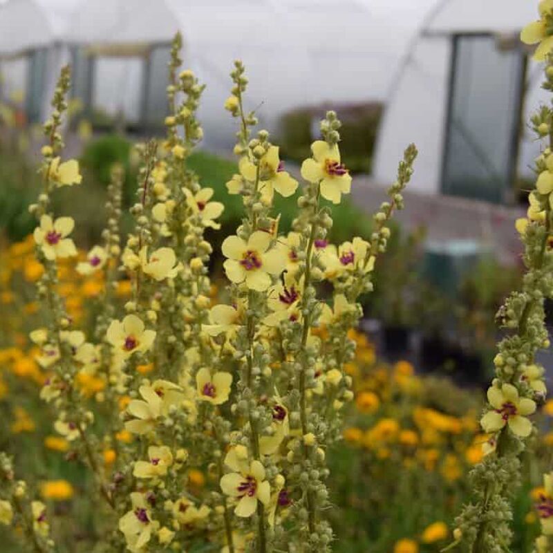 Verbascum chaixii 'Sixteen Candles' ---